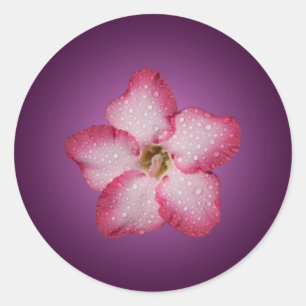 Adenium Pink Flower Flora Gradient Violet Classic Round Sticker