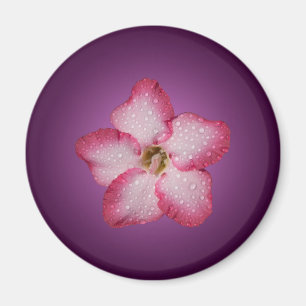 Adenium Pink Flower Flora Gradient Violet Magnet