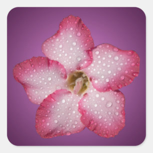 Adenium Pink Flower Flora Gradient Violet Square Sticker