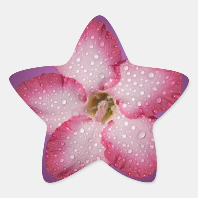 Adenium Pink Flower Flora Gradient Violet Star Sticker (Front)