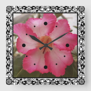 Adenium pink white flowers floral nature graden pl square wall clock
