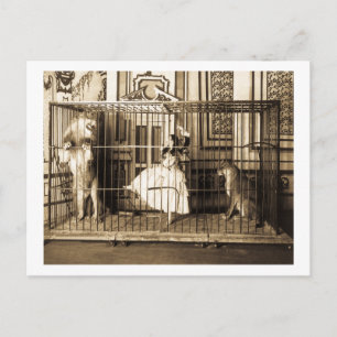 Adgie and Her Trained Lions1897 Postcard