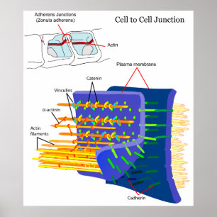Adherens Junctions Protein Complexes Diagram Poster