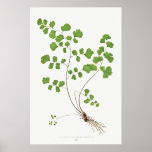 Adiantum Capillus-Veneris (Southern Maidenhair Fer Poster