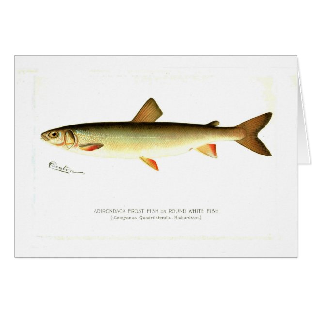 Adirondack Frost Fish (Front Horizontal)