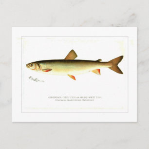 Adirondack Frost Fish Postcard