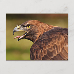Adler, Bird of Prey Postcard