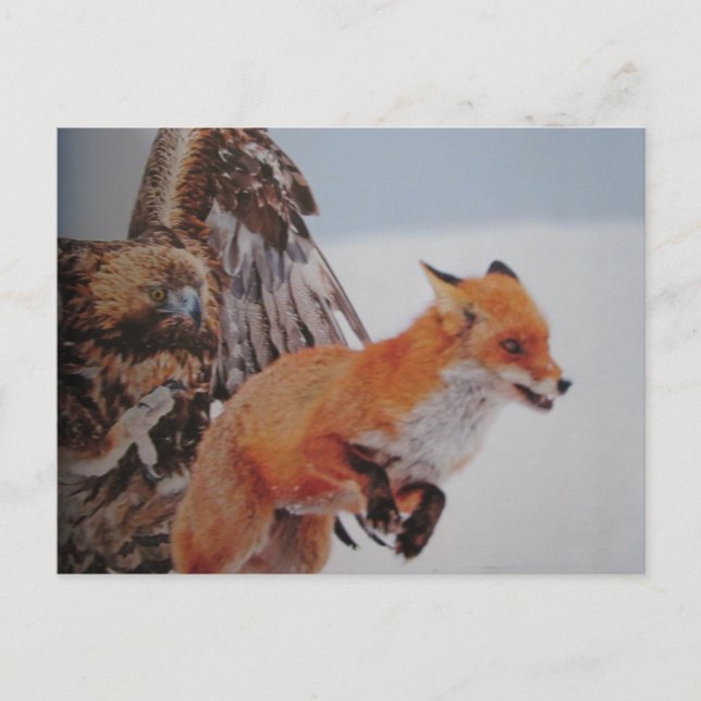 Adler-Fuchs-Kampf- Postkarte Postcard (Front)
