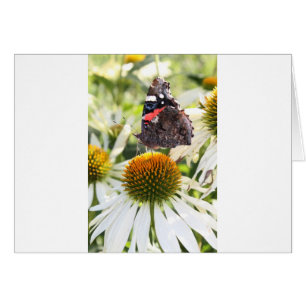 Admiral Butterfly on Flower