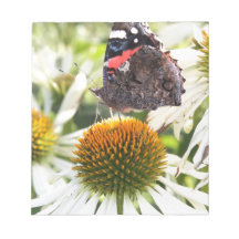 Admiral Butterfly on Flower