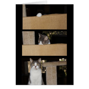 Admirer de chat drôle