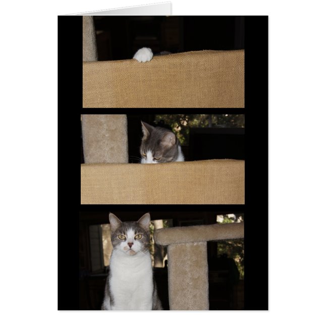 Admirer de chat drôle (Devant)