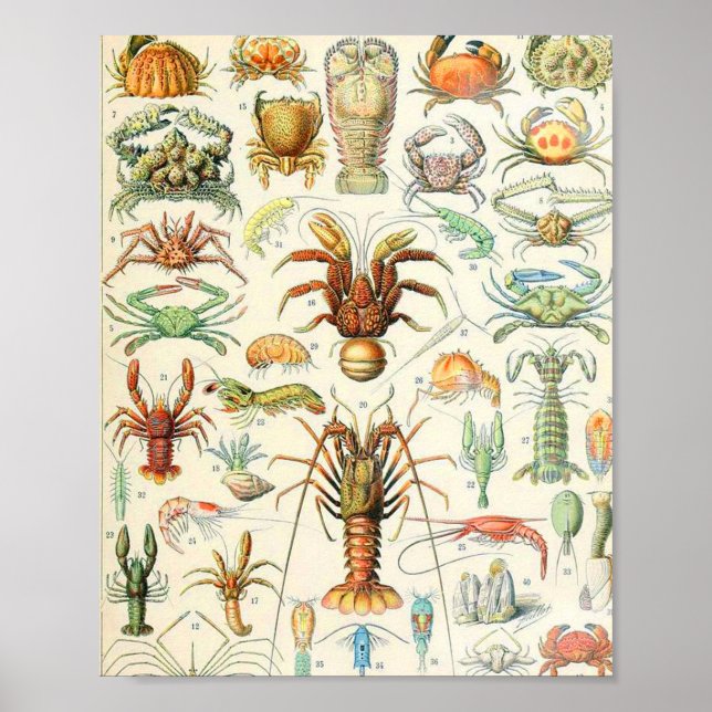 Adolphe Millot crustaces Poster (Front)