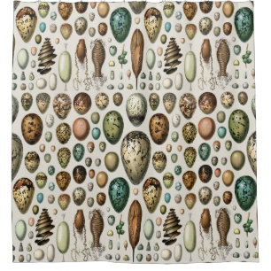 Adolphe Millot Dark Academia Vintage Bird Egg Art
