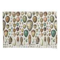 Adolphe Millot Dark Academia Vintage Bird Egg Art