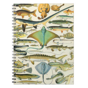 Adolphe Millot fish B Notebook