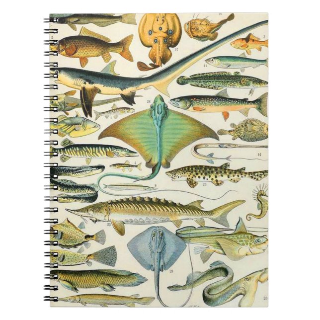 Adolphe Millot fish B Notebook (Front)