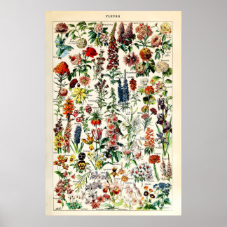 Adolphe Millot Floral Illustration Art Print
