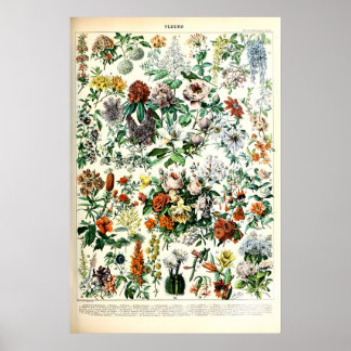 Adolphe Millot Floral Illustration Art Print