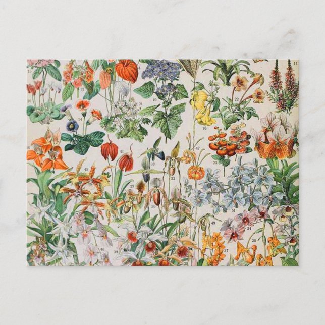 Adolphe Millot flowers D Postcard (Front)