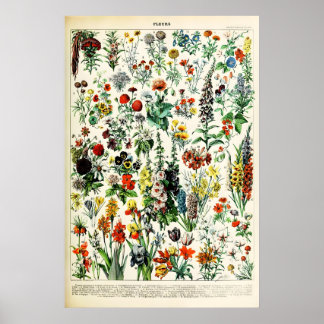 Adolphe Millot Illustration Florale Impression Art