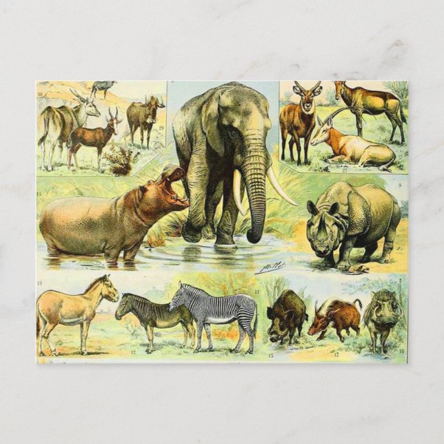 Adolphe Millot mammals B Postcard (Front)