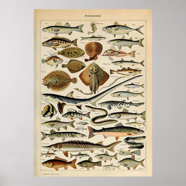 Adolphe Millot Marine Fish Poster (Front)