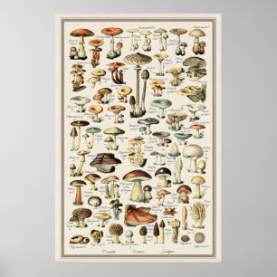 Adolphe Millot Mushroom Chart Print Vintage