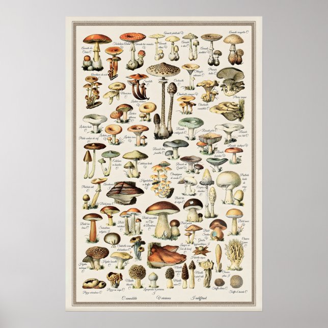 Adolphe Millot Mushroom Chart Print Vintage (Front)