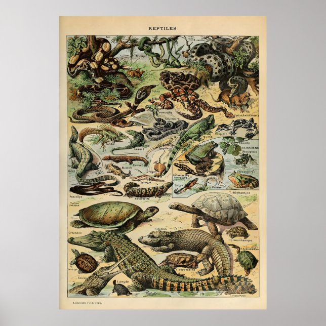Adolphe Millot Reptile Poster (Front)