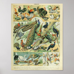 Adolphe Millot's Birds Illustrations Poster