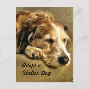 Adopt a Dog Postcard