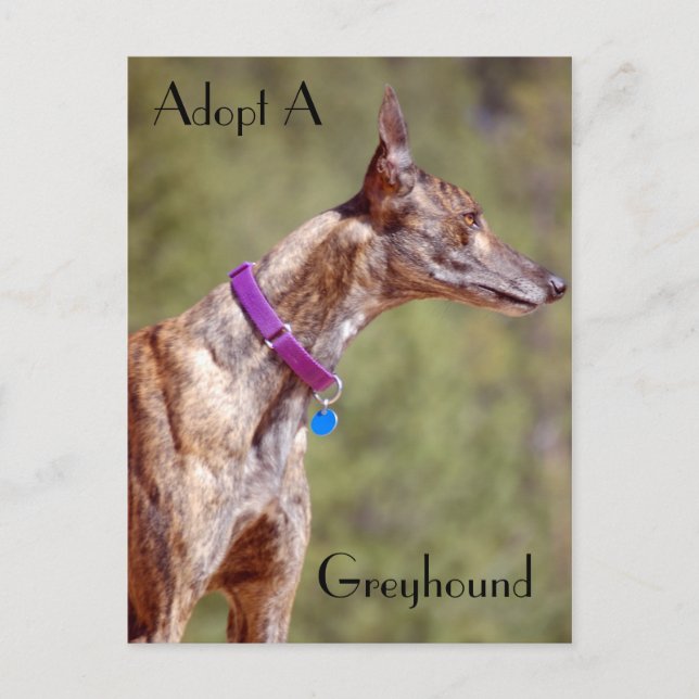 Adopt A Greyhound Postcard (Front)