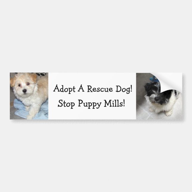 Adopt A Resuce Dog - Havanese Puppies Bumper Sticker (Front)