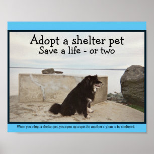 Adopt a Shelter Pet Poster