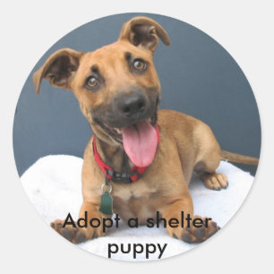 Adopt a shelter puppy 023 classic round sticker