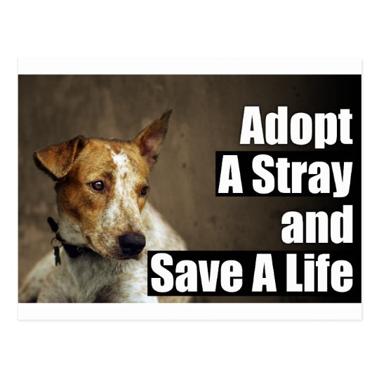 Adopt A Stray Post Card