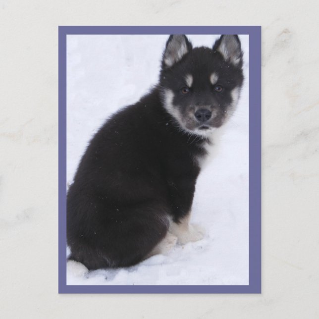 Adoptable Puppy Postcards #4 (Front)