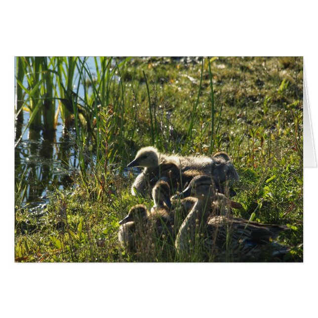 Adopted baby goose (Front Horizontal)