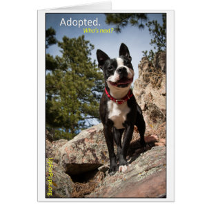 Adopted. Boston Terrier