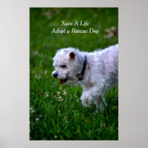 Adopter une affiche secourue pour chien/caniche
