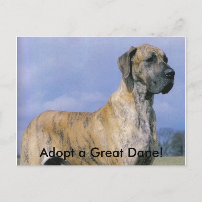 Adoptez une carte postale Great Dane! (Devant)