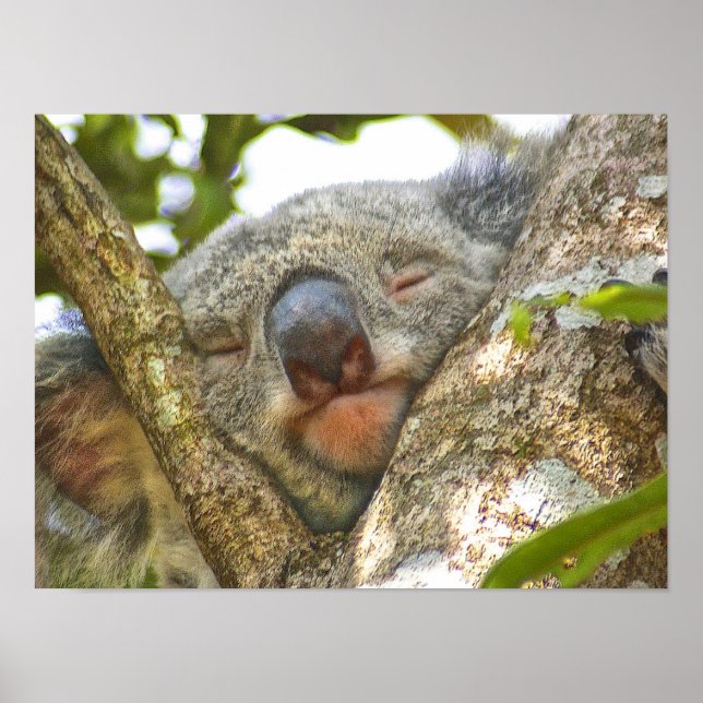 Adorable affiche de l'ours Koala (Devant)