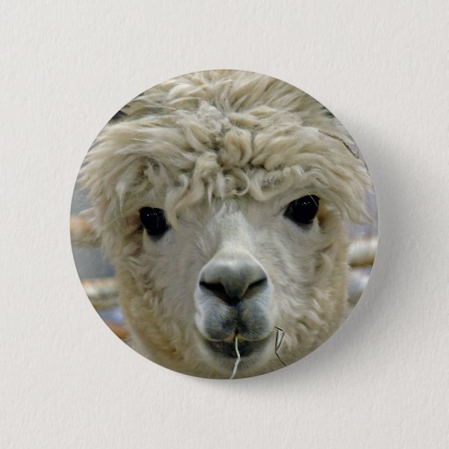 Adorable Alpaca 2 Inch Round Button (Front)