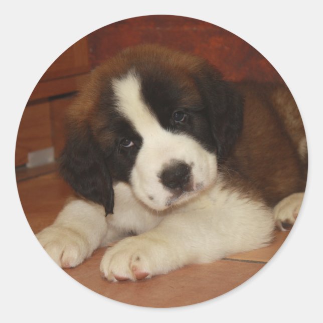 Adorable and Sweet St. Bernard Puppy Classic Round Sticker (Front)
