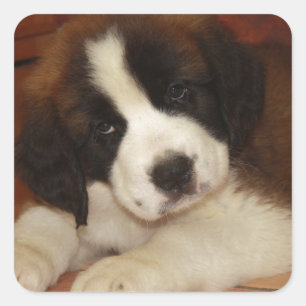 Adorable and Sweet St. Bernard Puppy Square Sticker