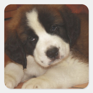 Adorable and Sweet St. Bernard Puppy Square Sticker