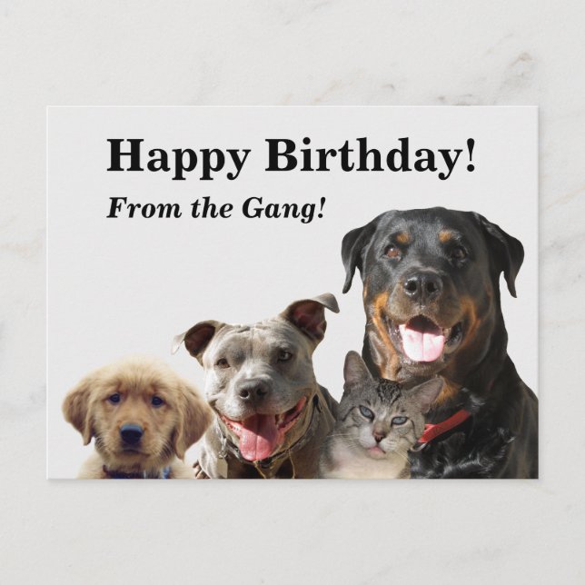 Adorable Animaux de compagnie Carte postale Annive (Devant)