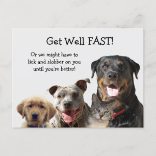 Adorable Animaux Obtenir Bonne Carte Postale