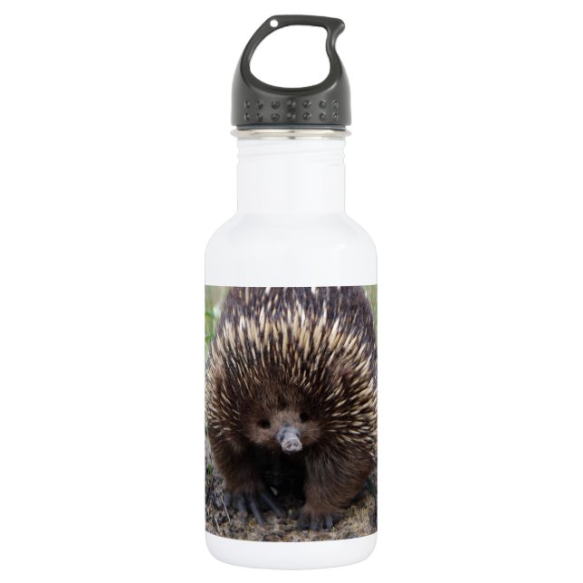 Adorable Australian Echidna 532 Ml Water Bottle (Front)